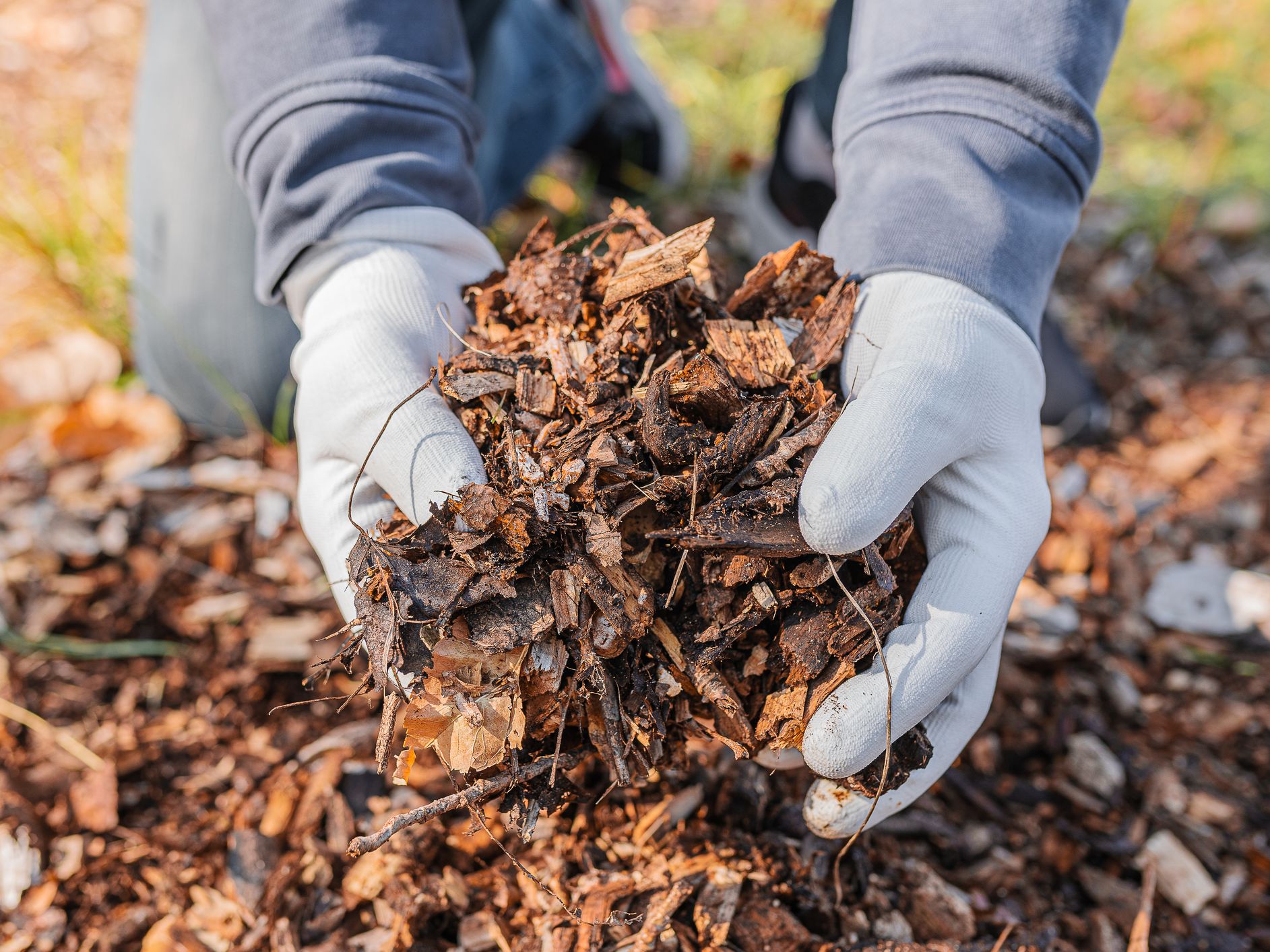 wood mulch being held with hands in gardening gloves